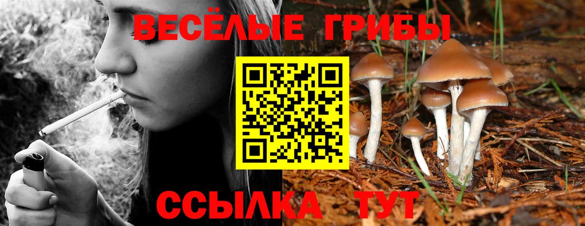 Зерноград  Псилоцибиновые грибы Cubensis  Вход с VPN 